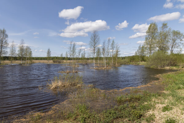 Leväsen kosteikko Onkivedellä. Kuva: Antti Kanninen/ELY