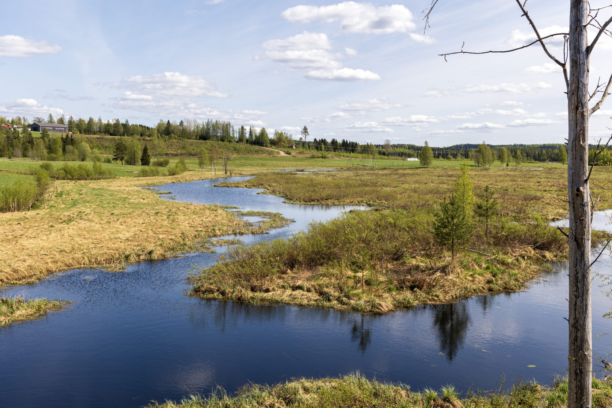 Alasen kosteikko. Kuva: Antti Kanninen/ELY