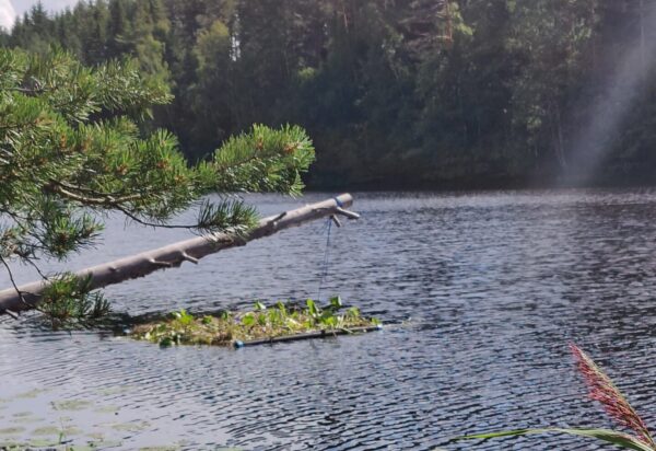 Hakolammen kelluva lautta puussa